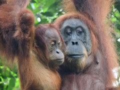 Orangutanes Sumatra
